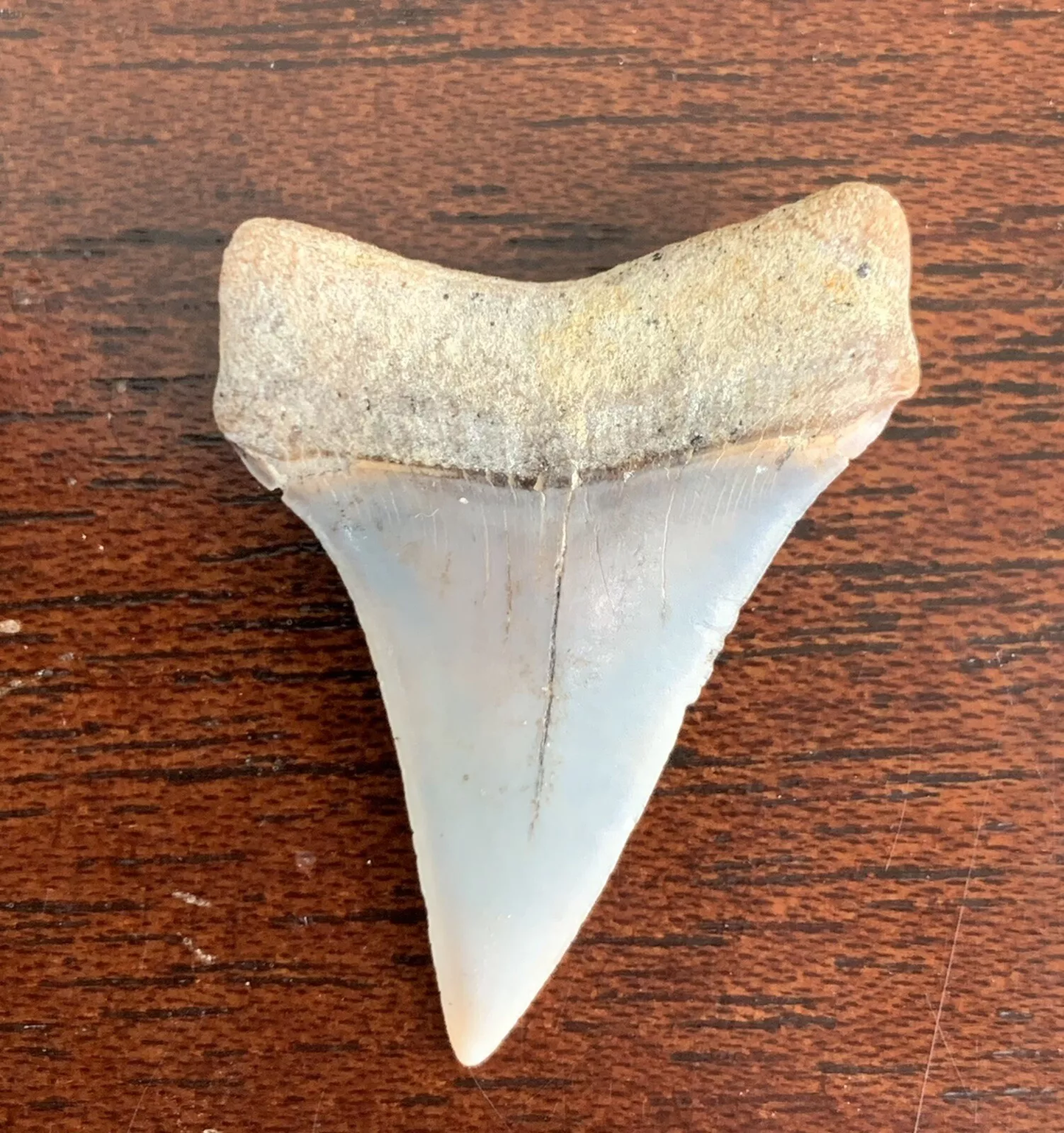 1.35” Carcharodon hastalis - Bakersfield