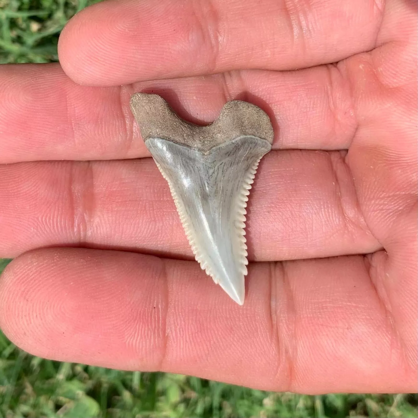 1.45” Hemipristis serra - Virginia