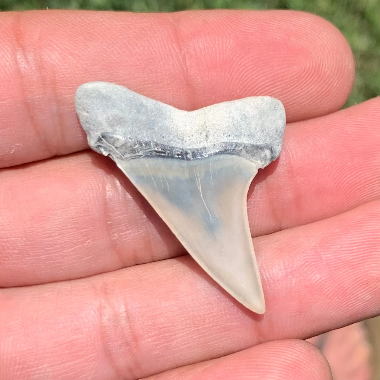 1.56”. Carcharodon hastalis - Lee Creek Mine