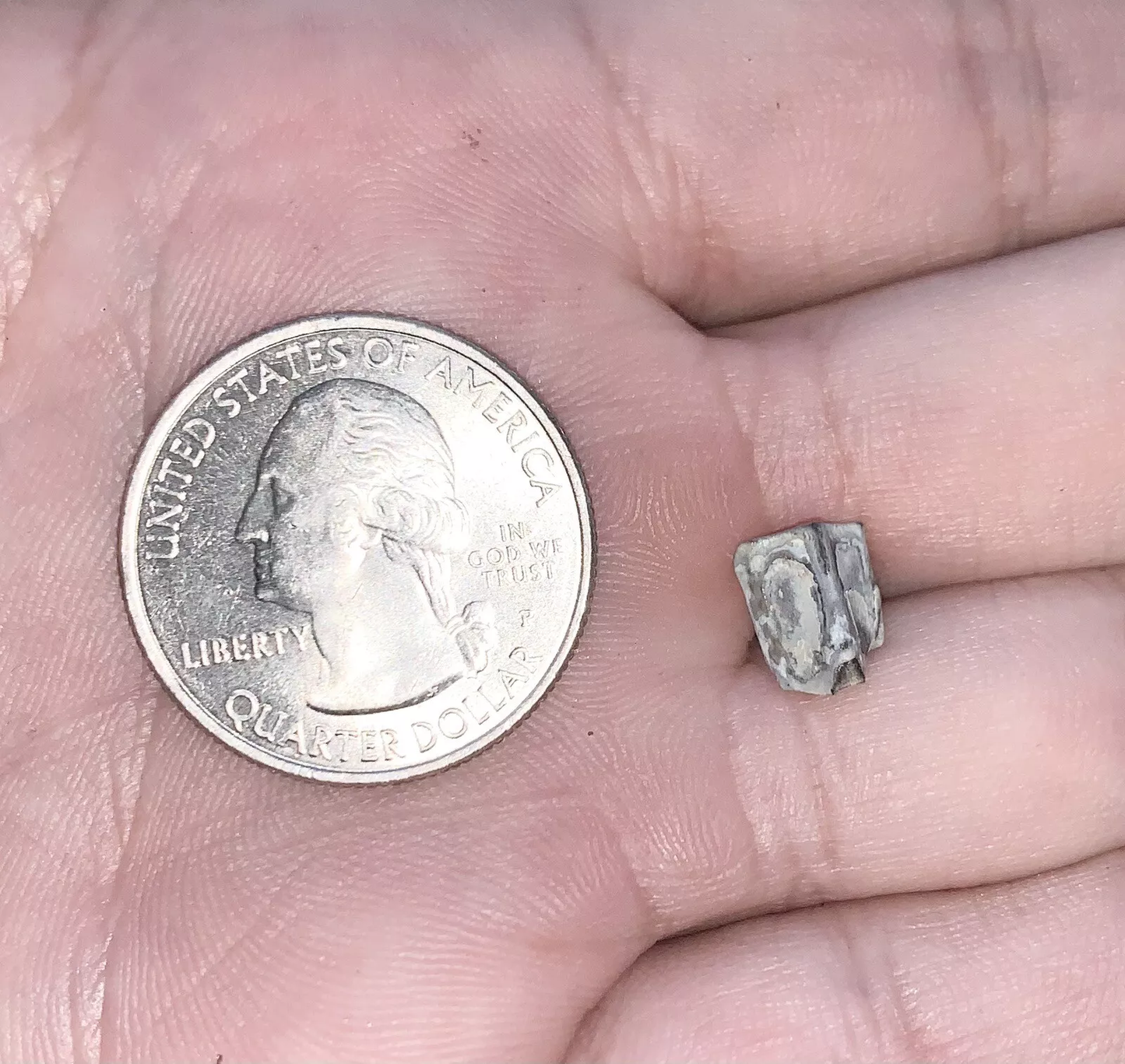 Edmontosaurus Dinosaur Tooth, Hell Creek Formation SD, Hadrosaur, Duck-billed