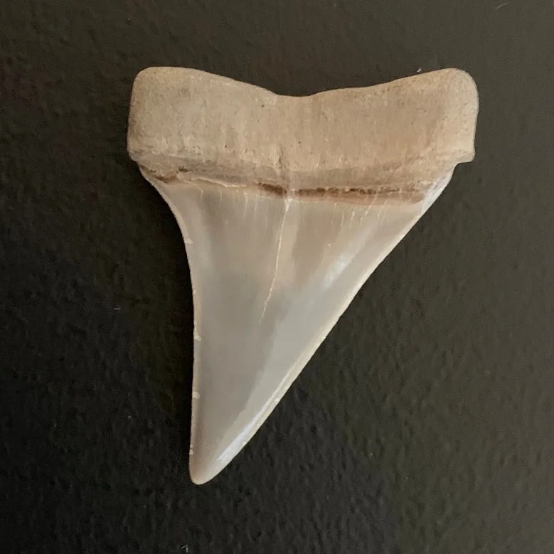 1.84" Carcharodon hastalis Shark Tooth