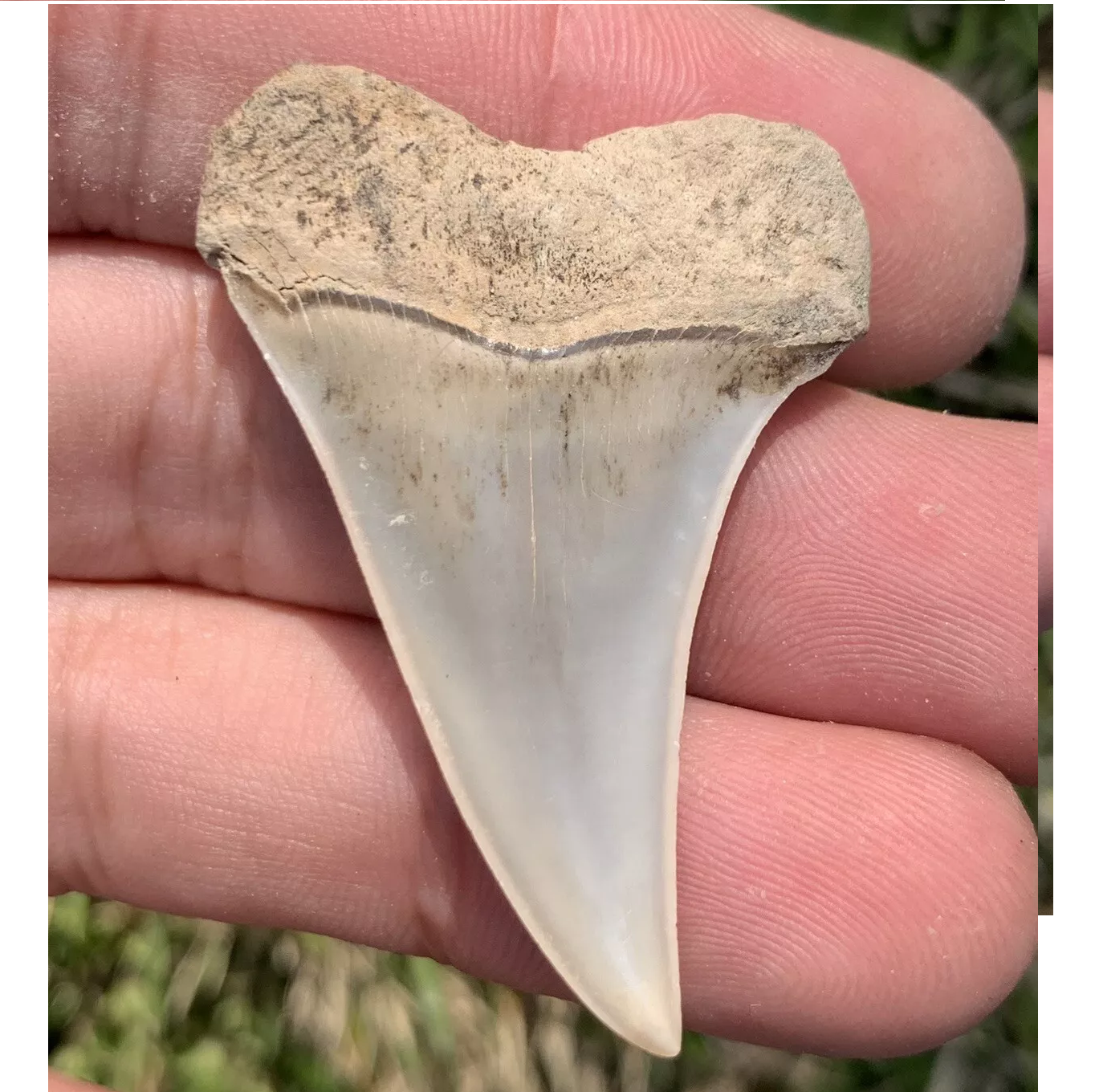 1.78” Carcharodon hastalis - Virginia