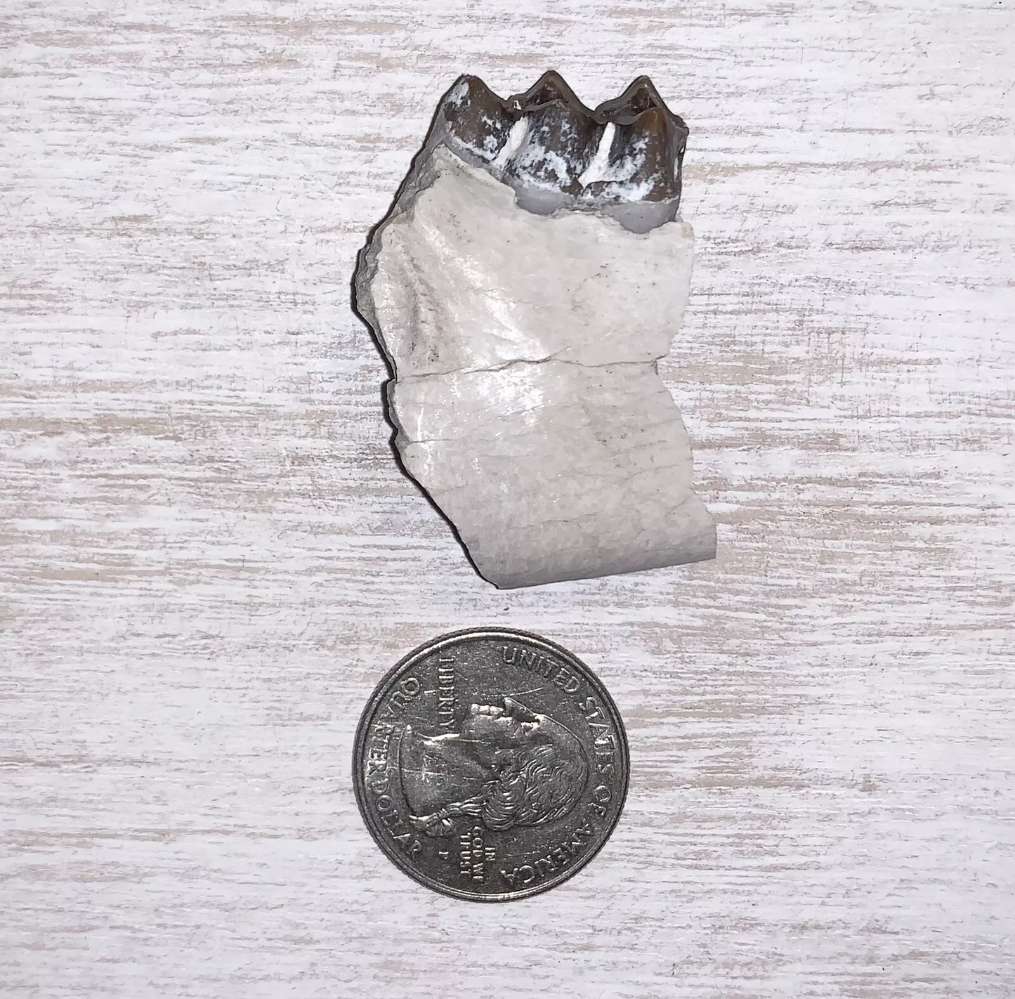 Fossil Oreodont Lower Jaw Section With Tooth