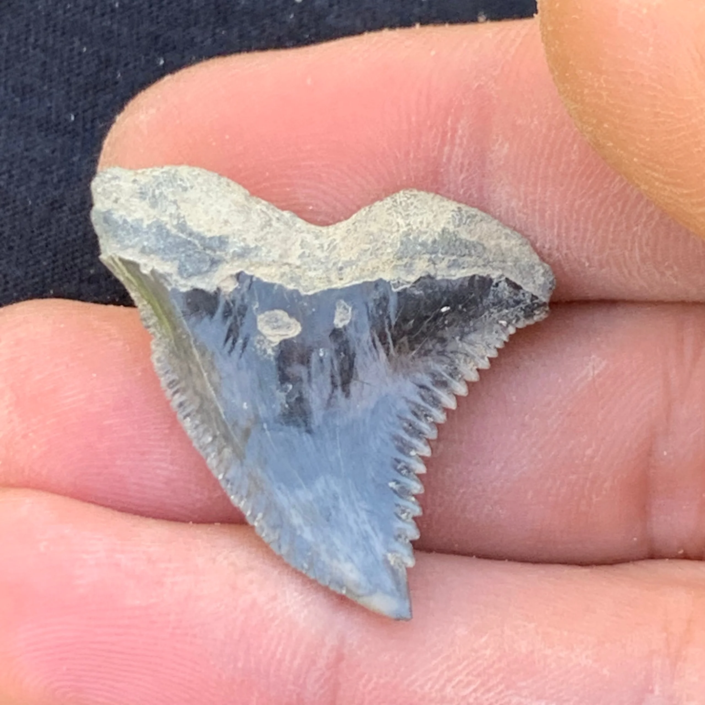1.34” Hemipristis serra Shark Tooth - Virginia