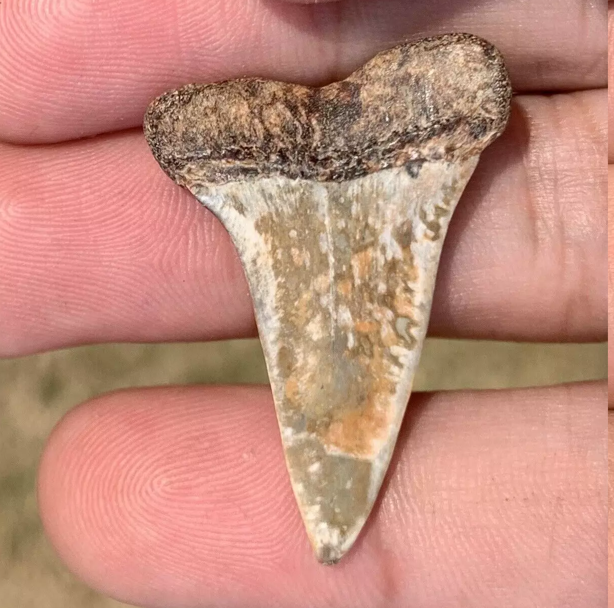 1.47” Carcharodon hastalis - Virginia