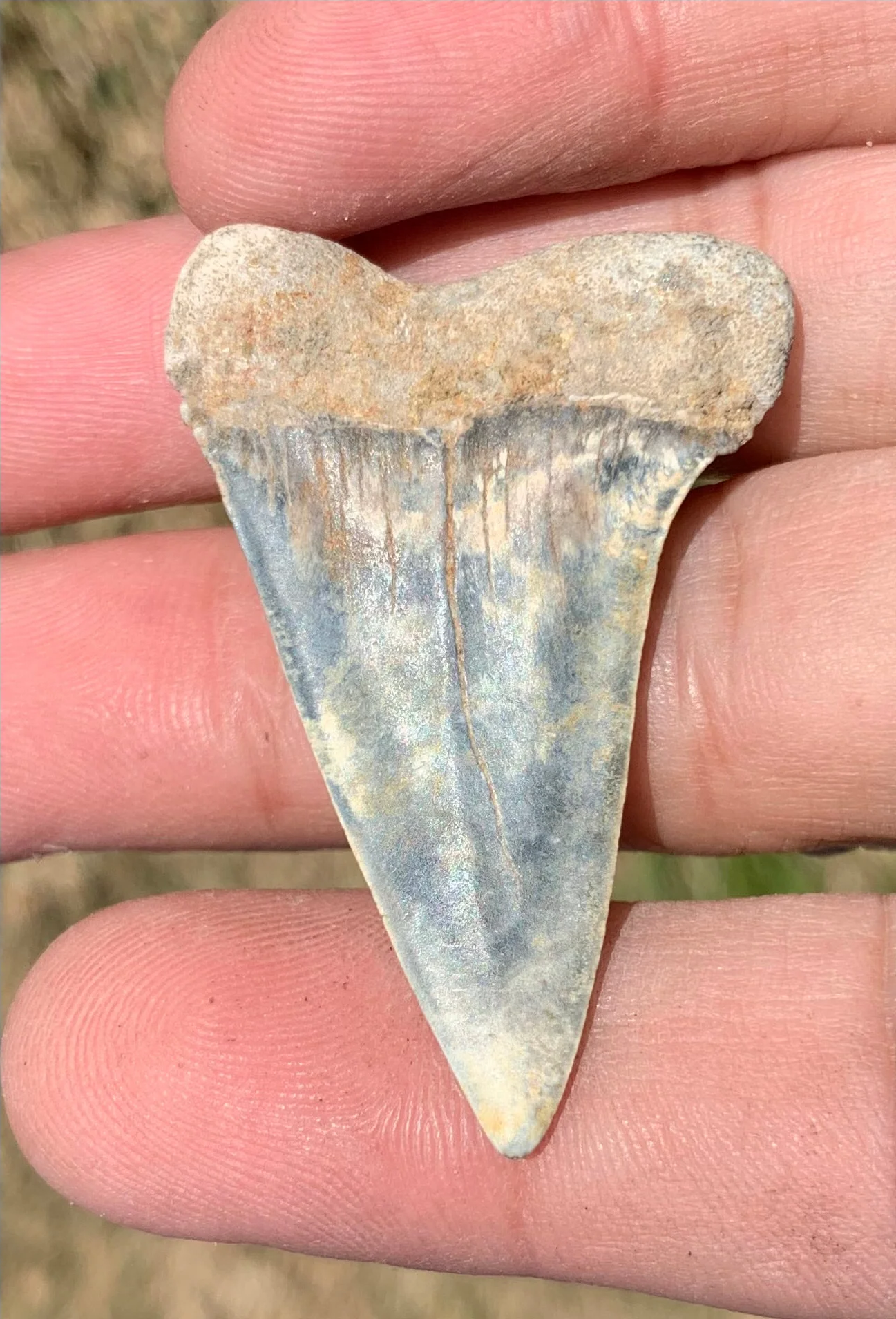 1.84” Carcharodon hastalis - Virginia