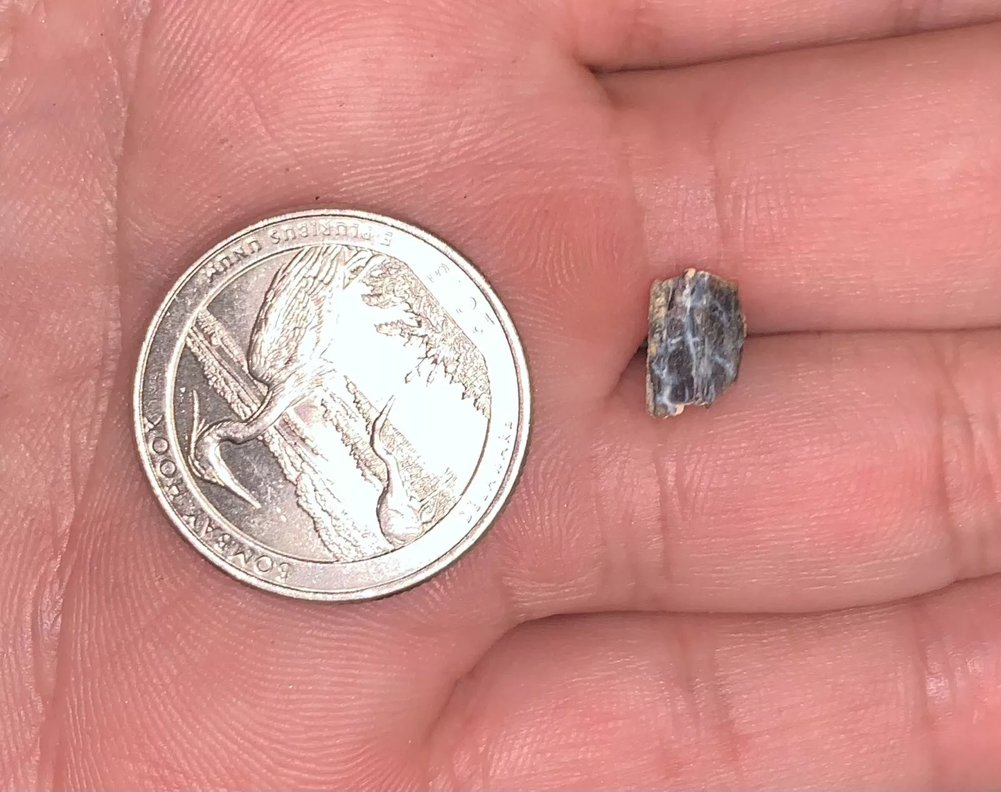 Edmontosaurus Dinosaur Tooth, Hell Creek Formation SD, Hadrosaur, Duck-billed