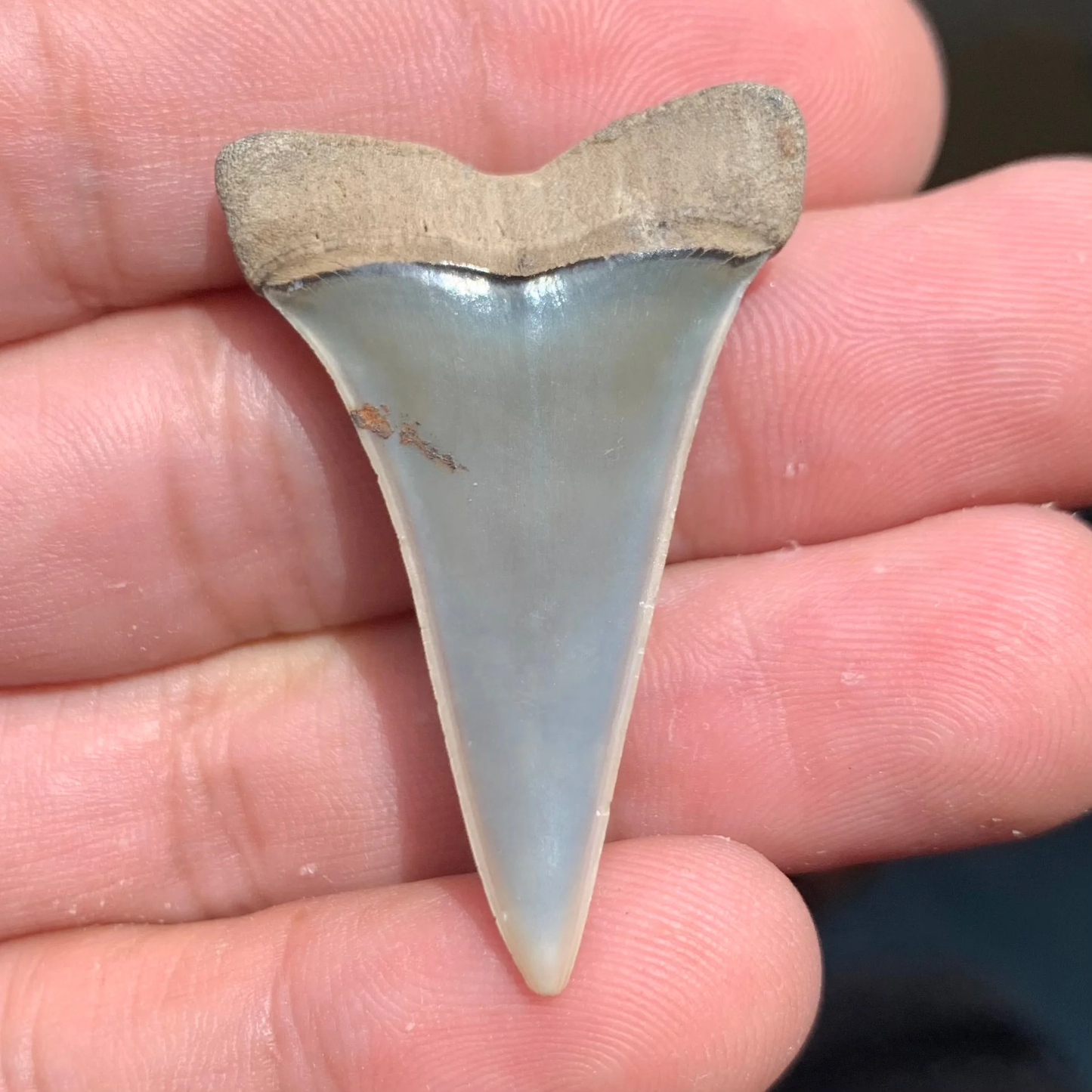 1.65” Carcharodon hastalis - Virginia