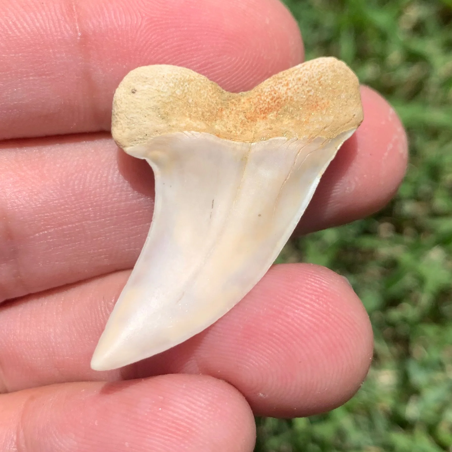 1.6" Carcharodon planus - Bakersfield