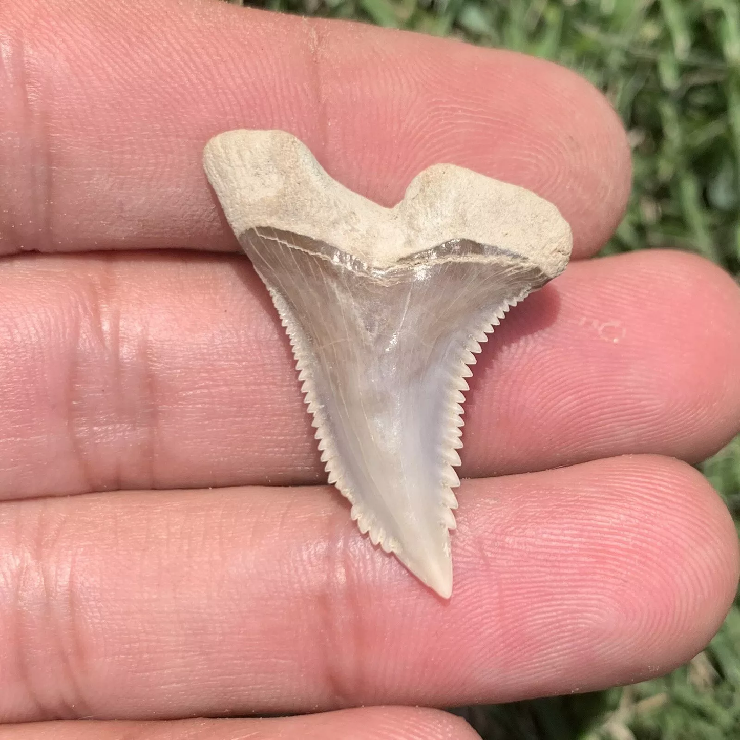 1.35" Hemipristis serra - Virginia
