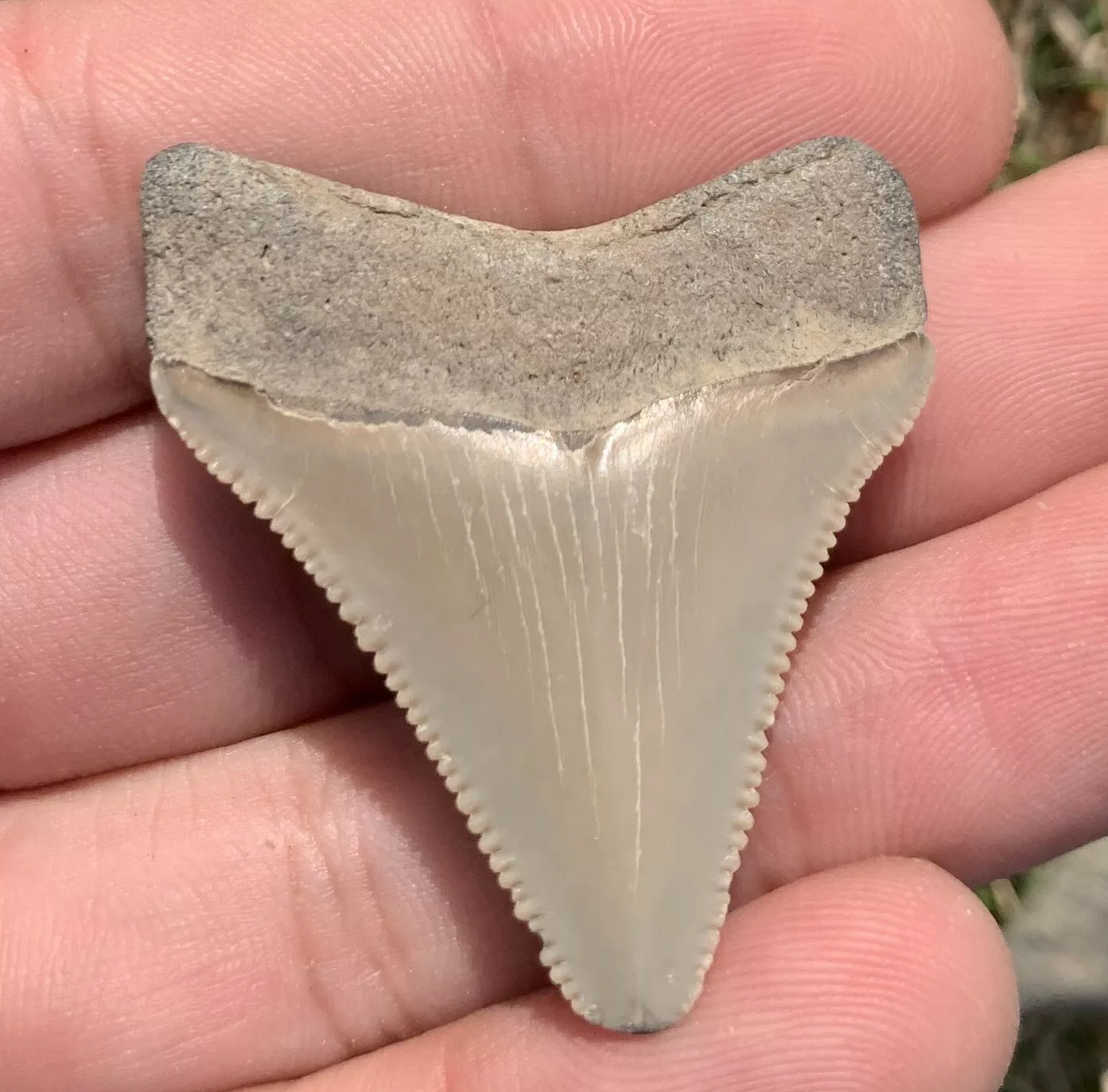 1.73” Otodus Megalodon - Virginia