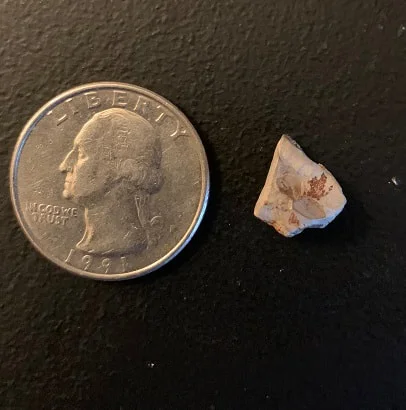 Triceratops Tooth From The Hell Creek Formation Of South Dakota