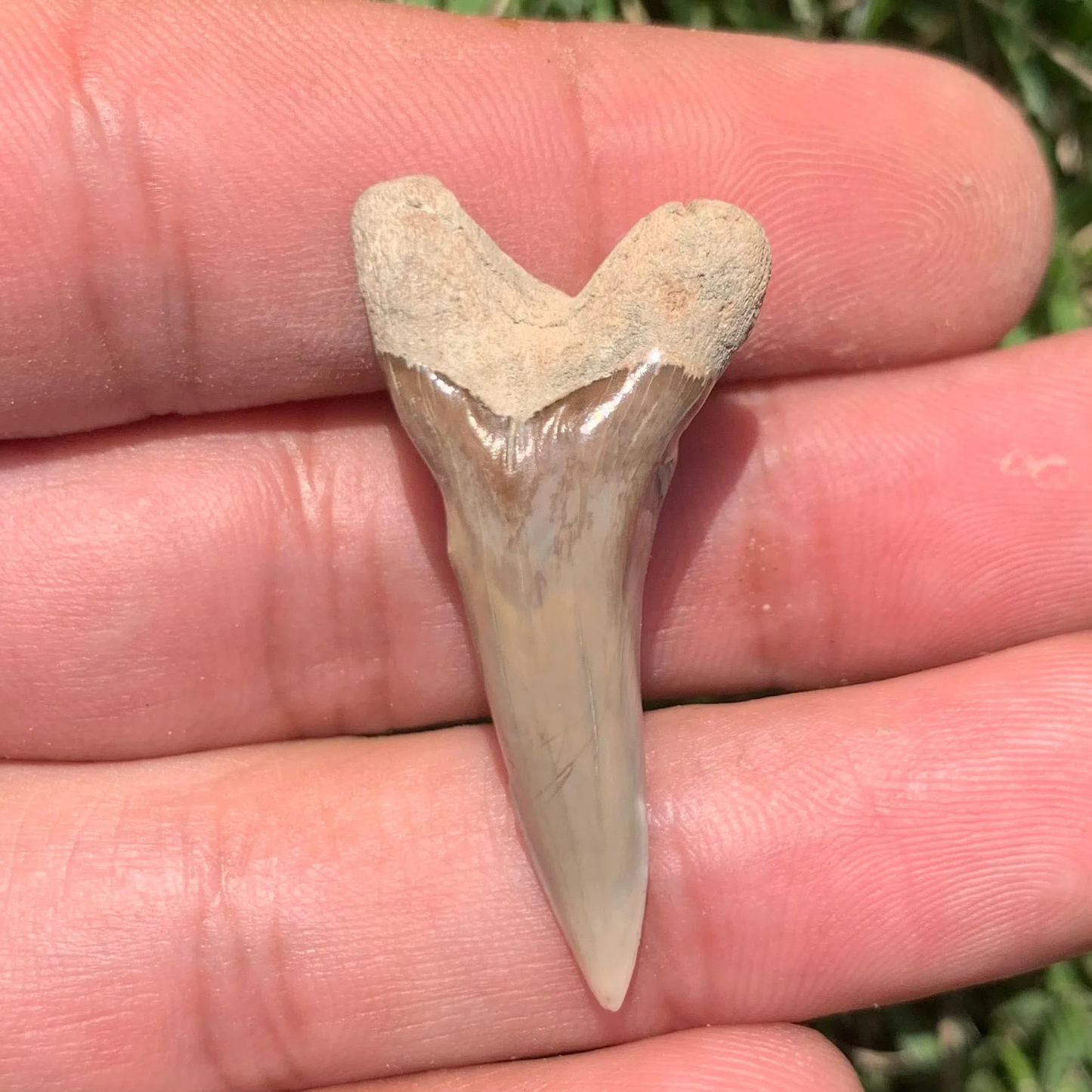 1.53” Hemipristis serra Shark Tooth - Virginia