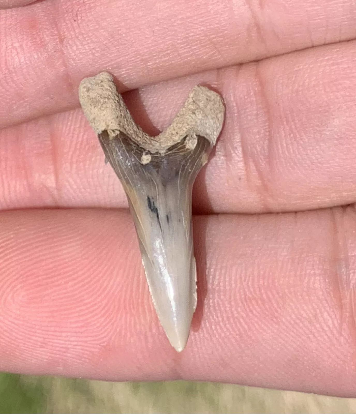 1.14" Hemipristis serra - Lee Creek Mine