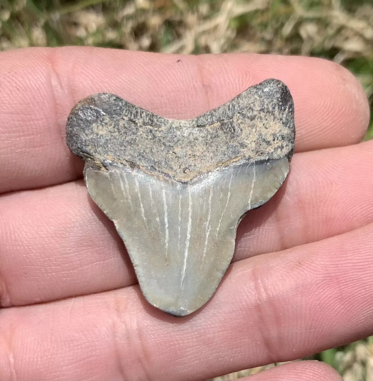 1.45” Otodus Megalodon - Virginia