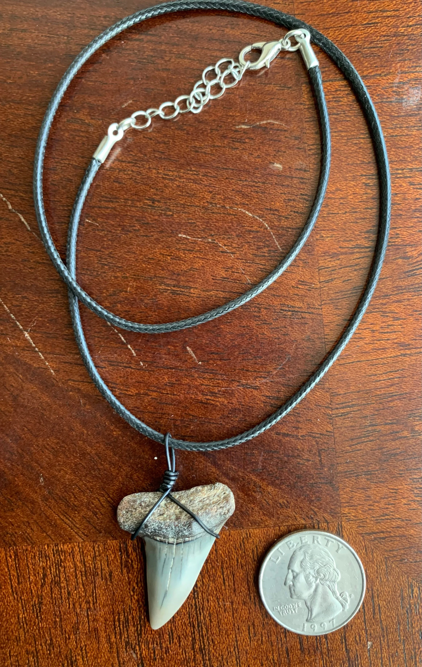 Carcharodon hastalis white shark tooth necklace
