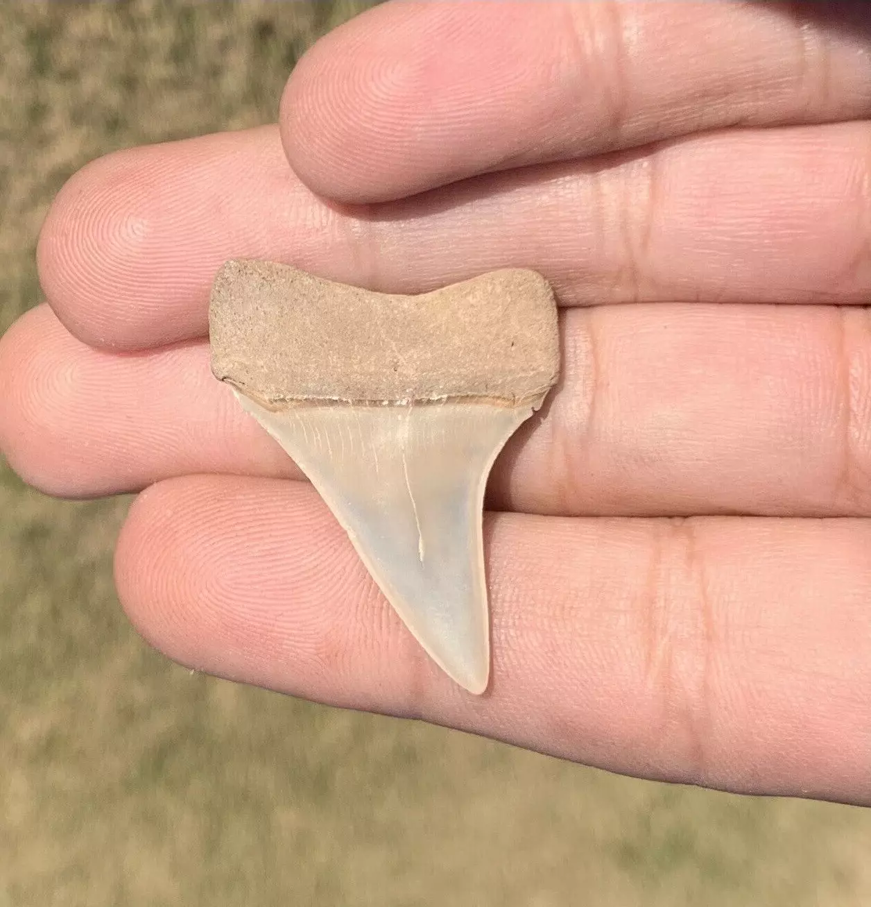 1.5" Carcharodon hastalis - Virginia