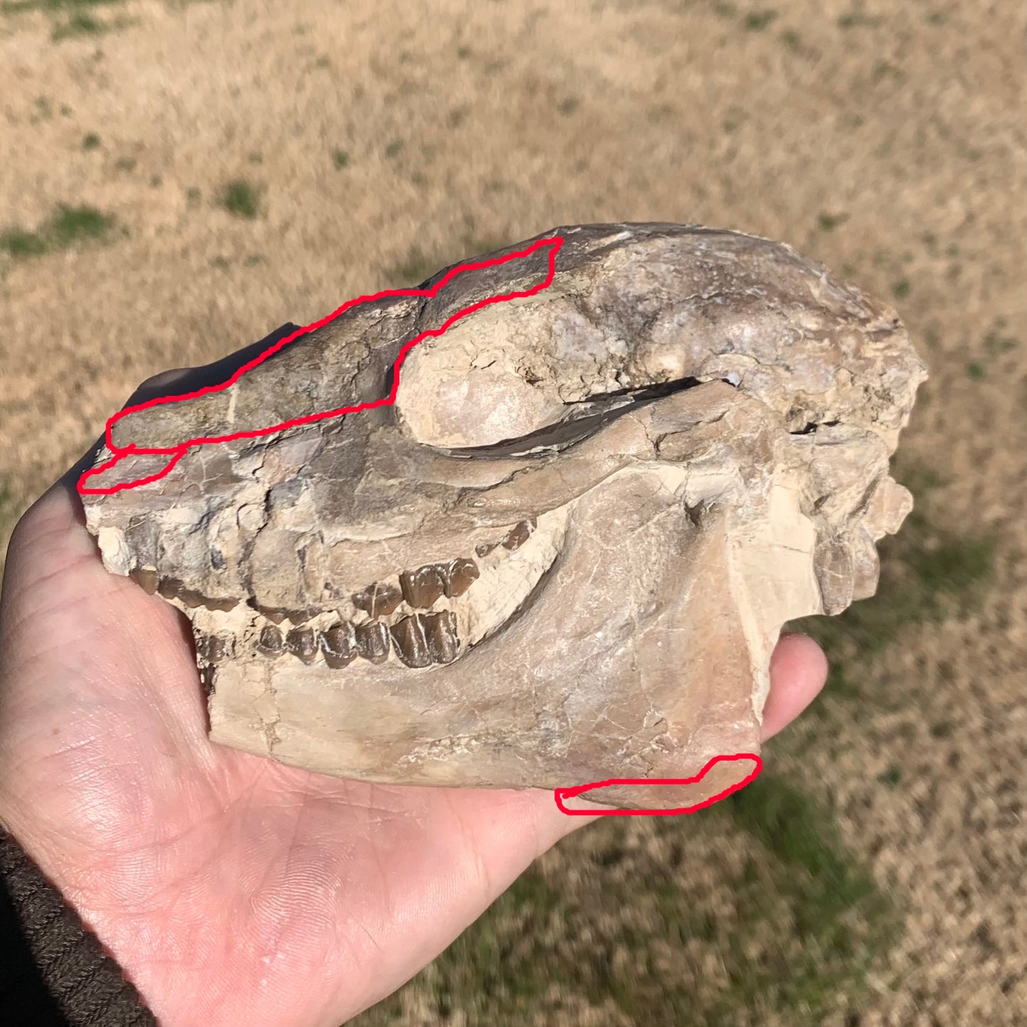 Fossil Horse skull, Mesohippus bairdi White River Badlands