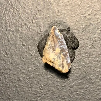 Edmontosaurus Dinosaur Tooth, Hell Creek Formation SD, Hadrosaur, Duck-billed