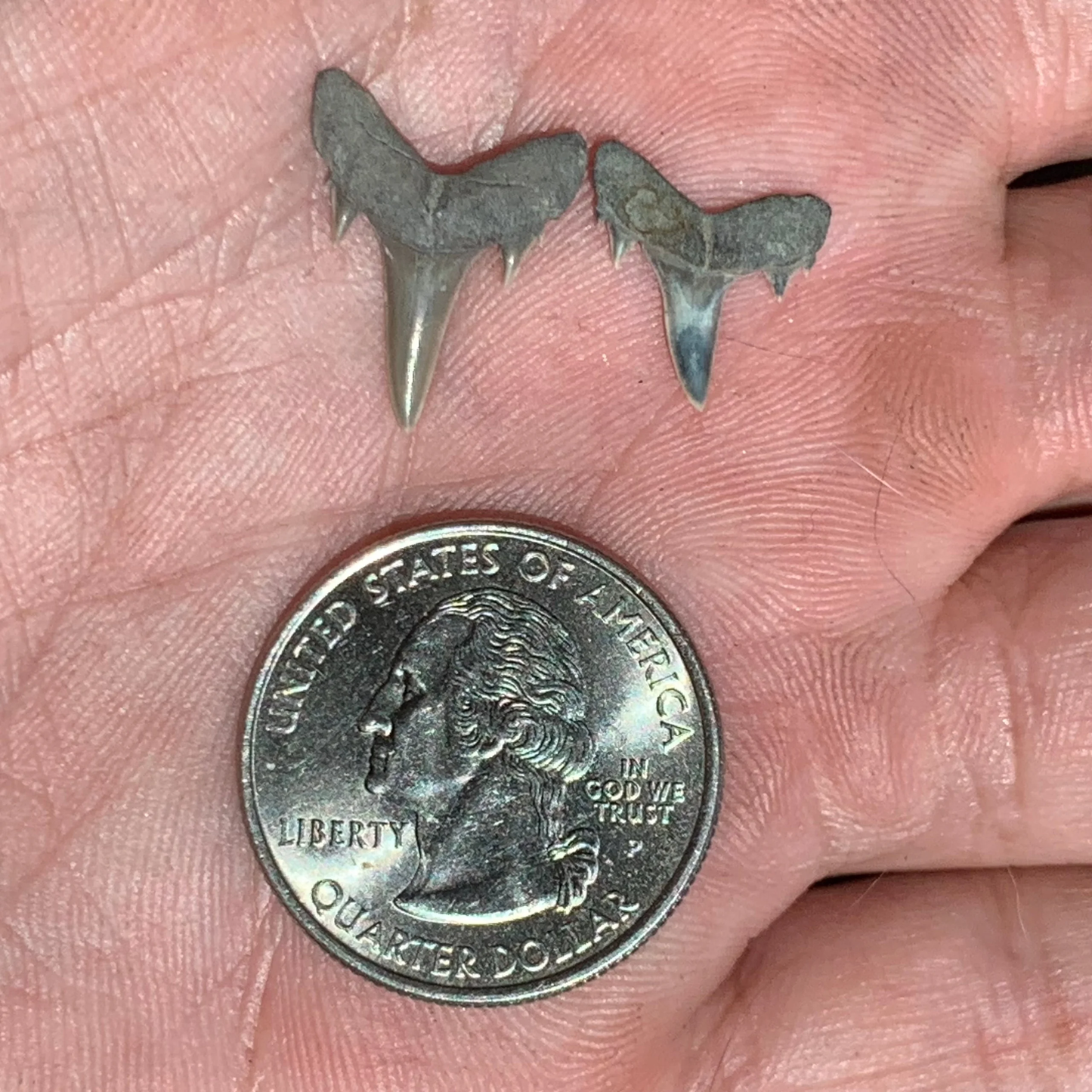 Brachycarcharias lerichei - Muddy Creek
