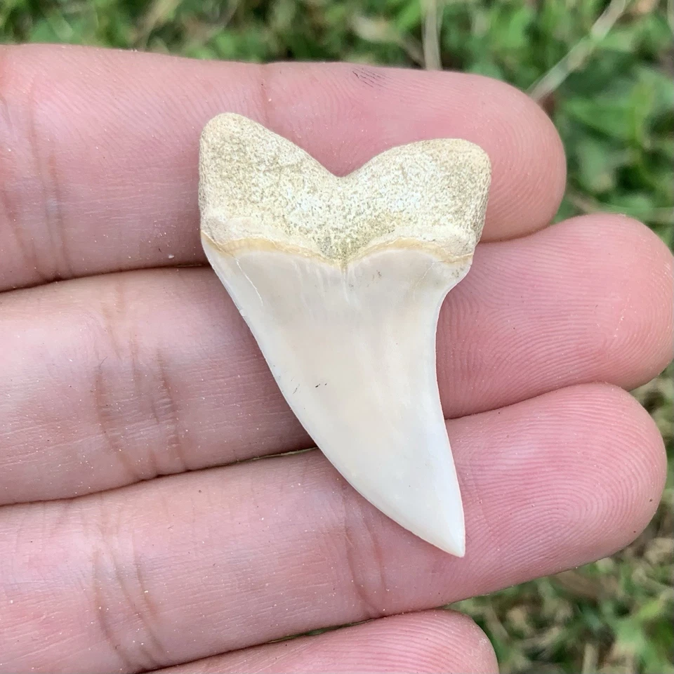 Fossil Carcharodon planus - Bakersfield California