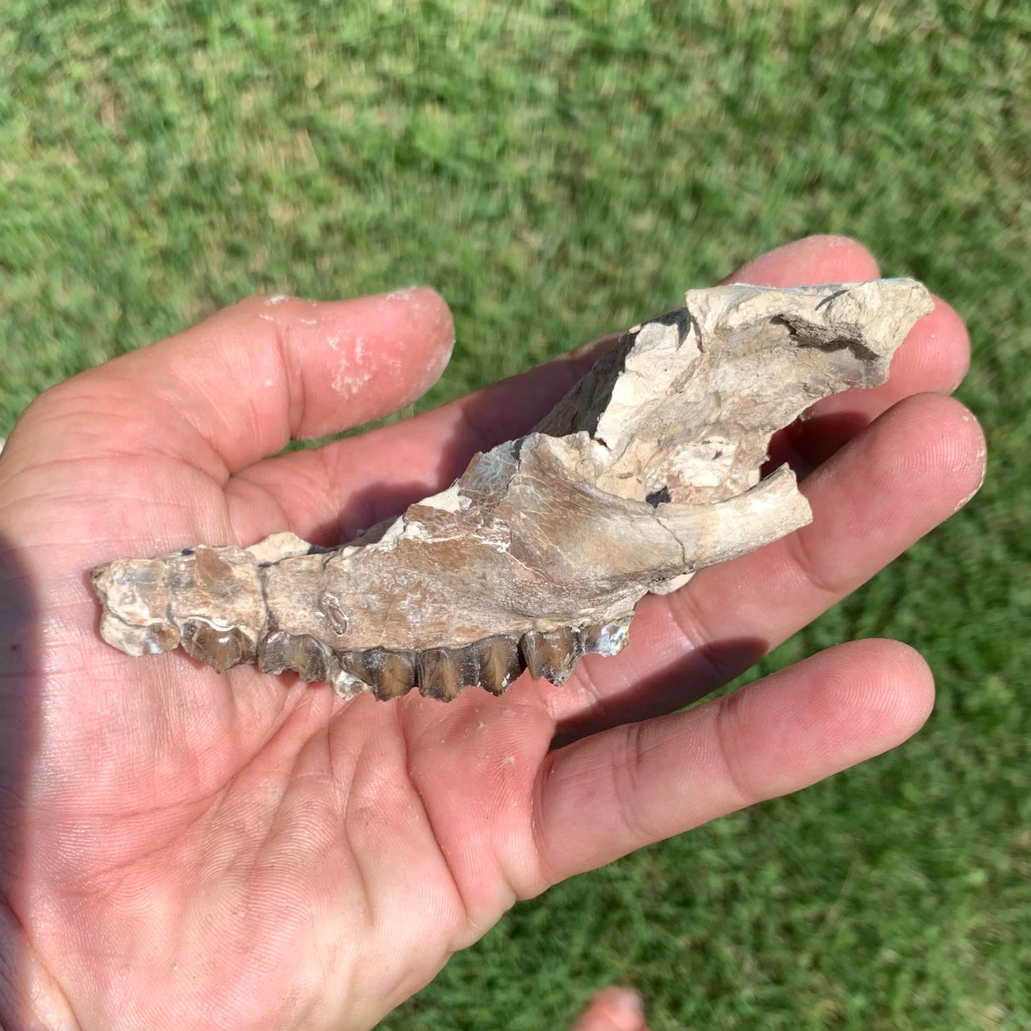 Nice Partial Camel Skull, Poebrotherium, Oligocene, Brule Formation, Nebraska