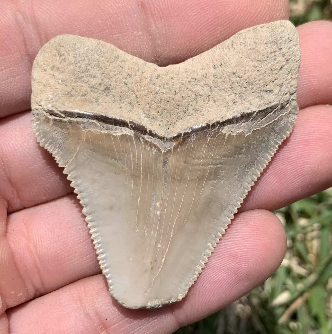 2.1” Otodus Megalodon - Virginia