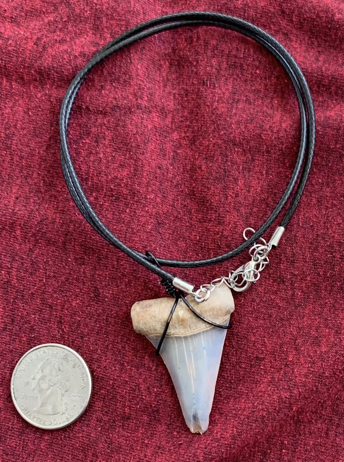 Carcharodon hastalis white shark tooth necklace