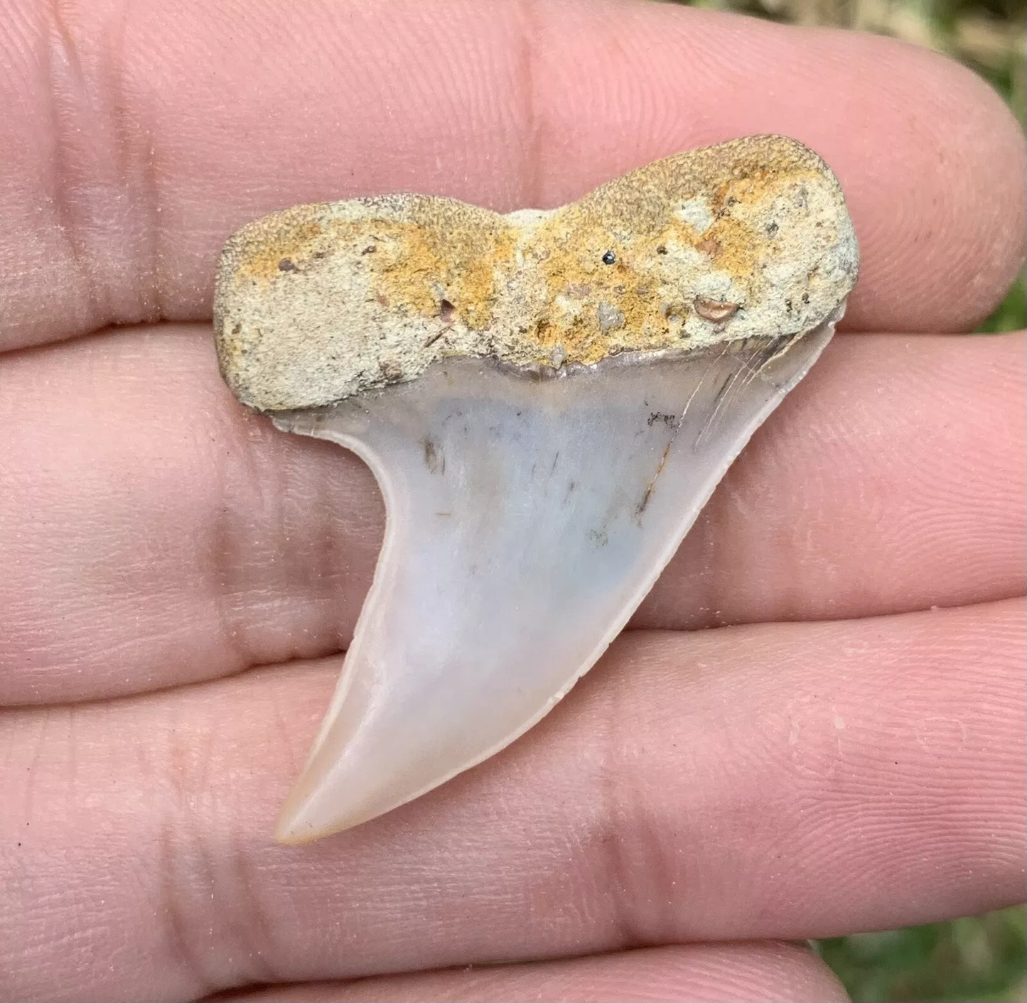 1.51" Carcharodon Planus - Bakersfield California