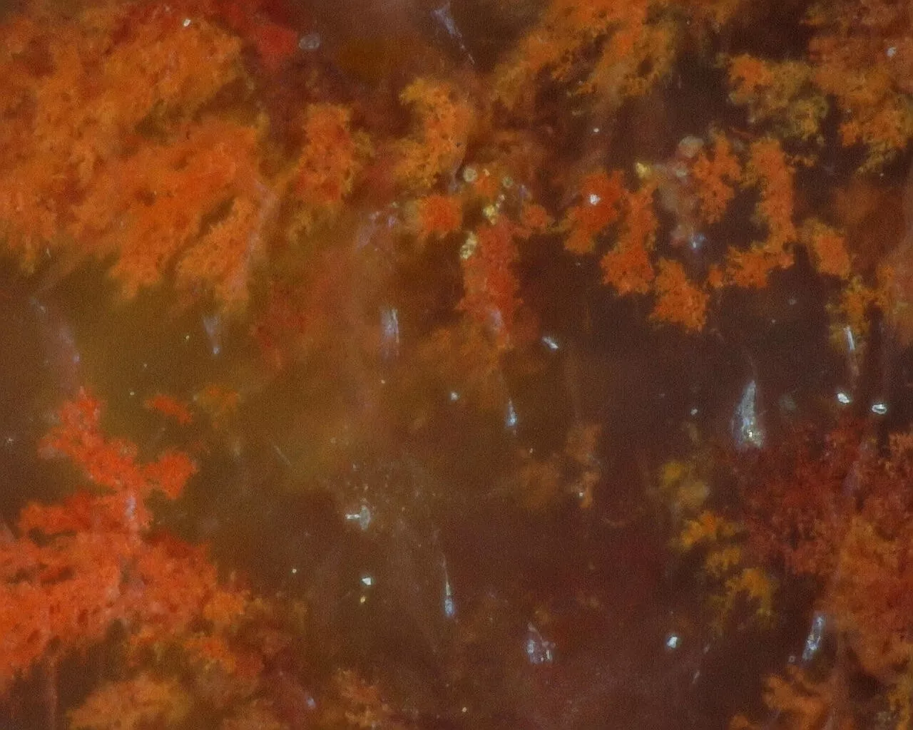 Polished Red Plume Agate from Indonesia, Slab, Slice