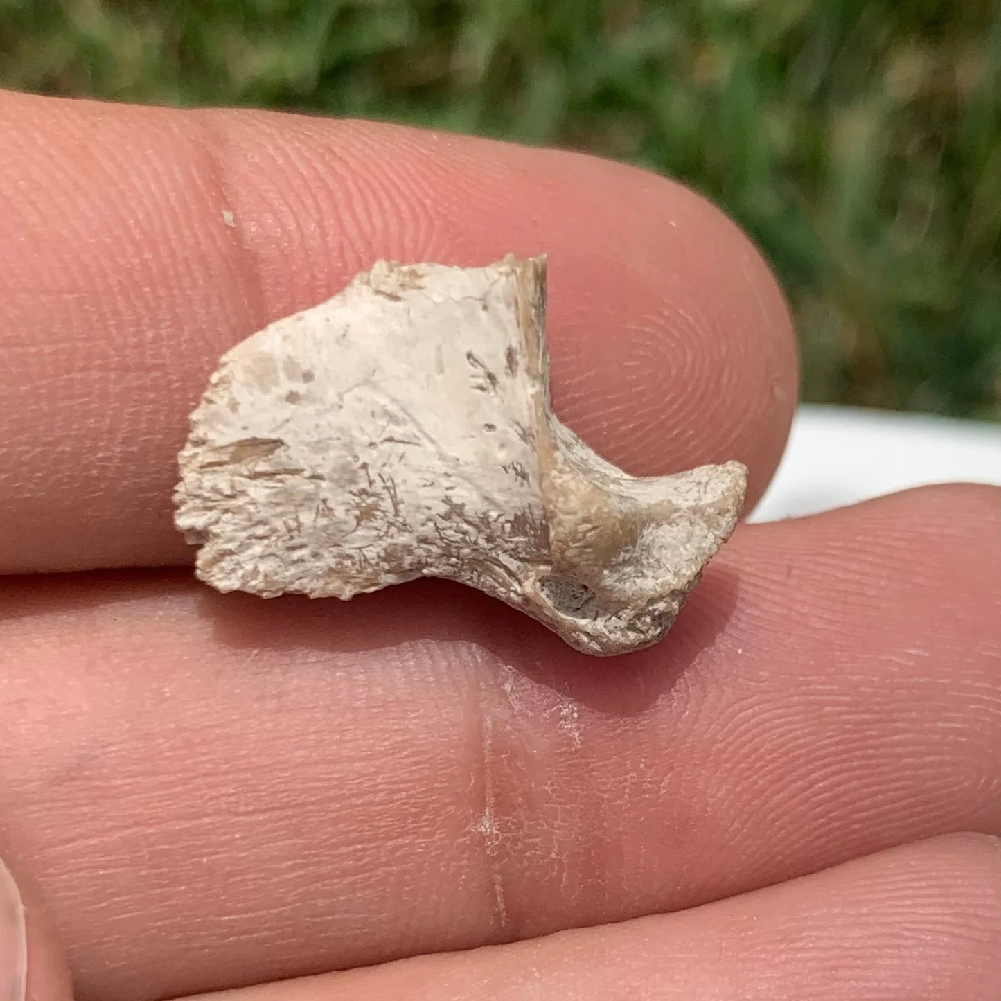Nimravid Saber Cat Fossil Claw, Eocene, Chadron formation