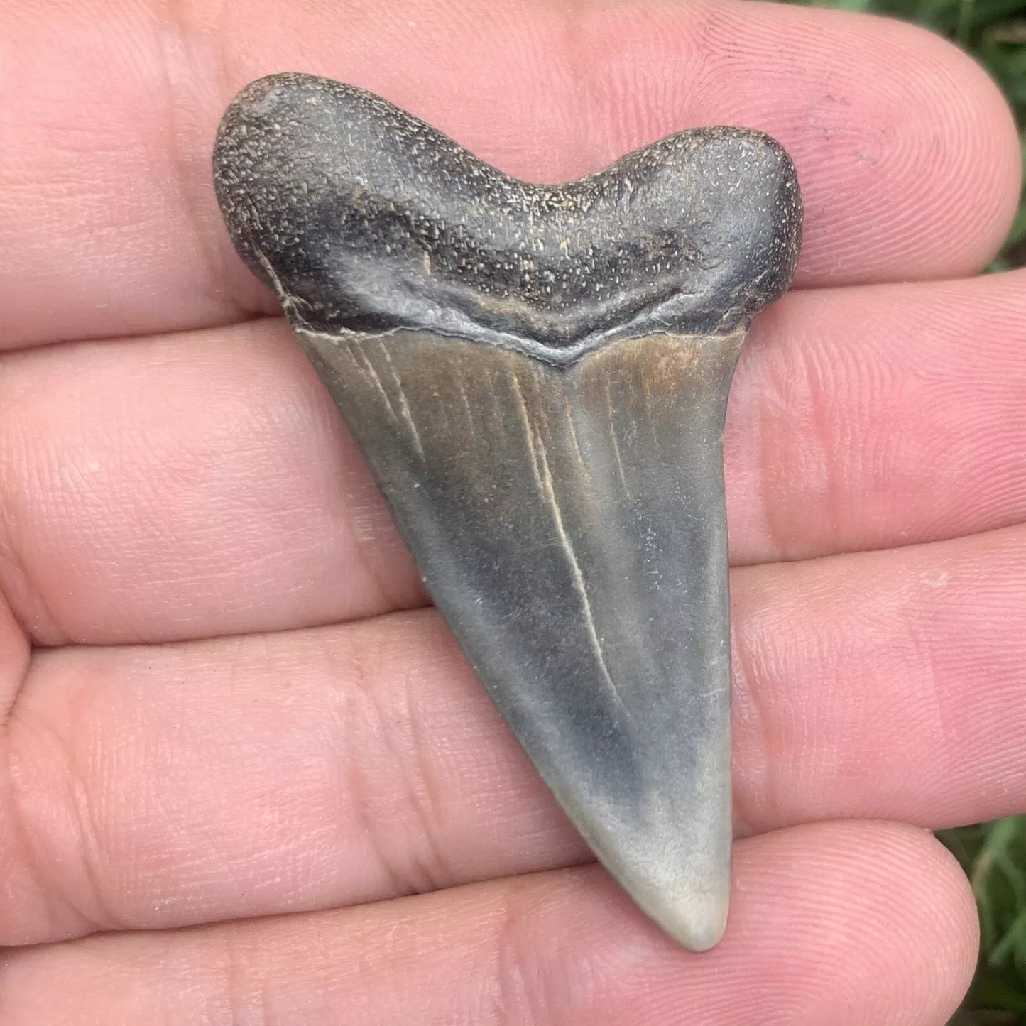 1.93” Carcharodon hastalis - Virginia