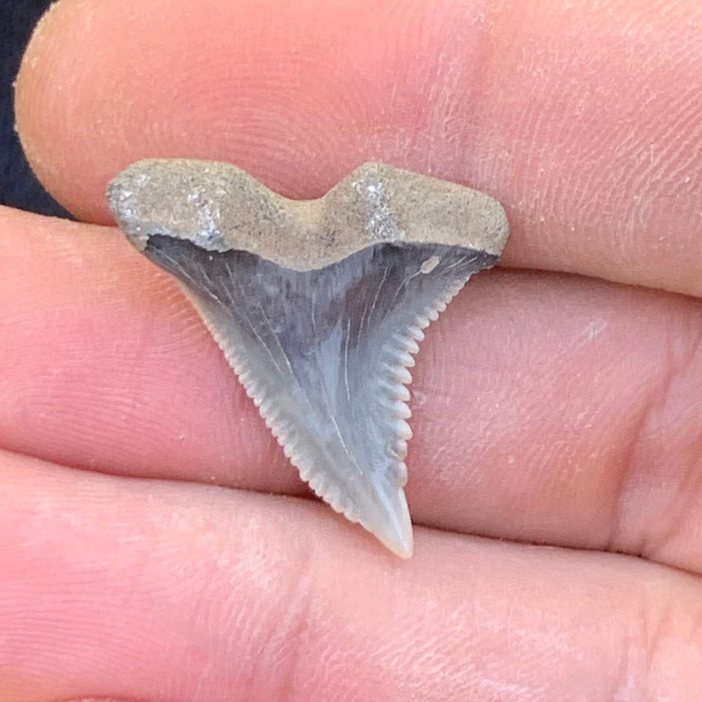 1” Hemipristis serra Shark Tooth - Virginia