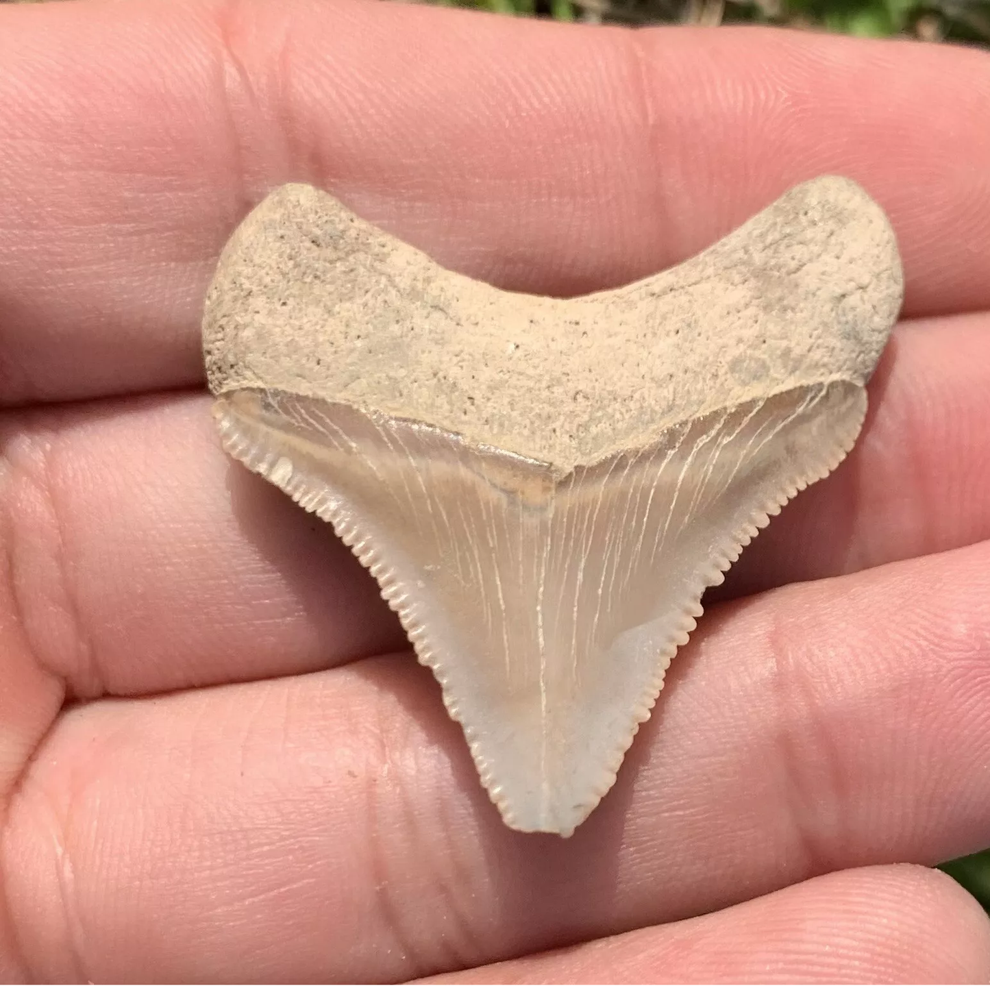 1.49” Otodus Megalodon - Maryland