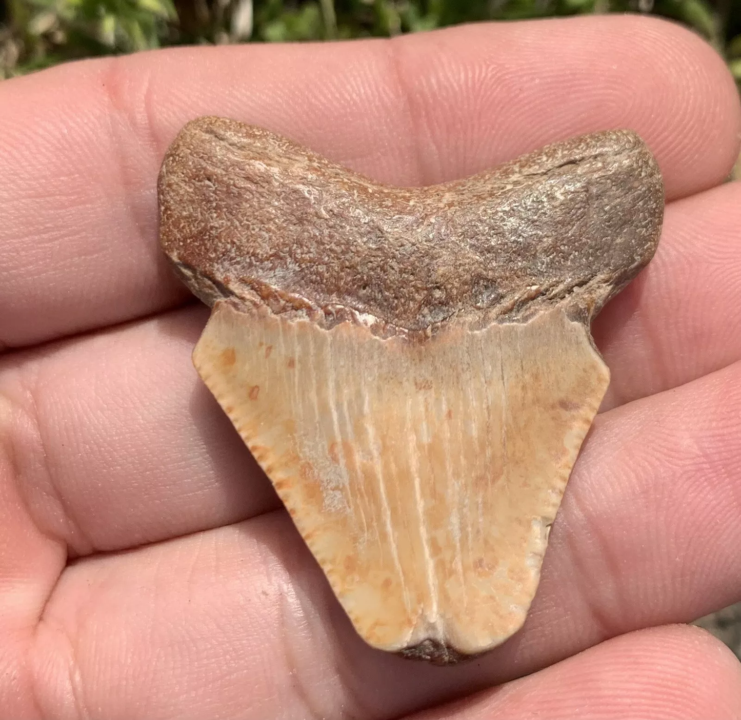 1.6” Otodus Megalodon - Virginia