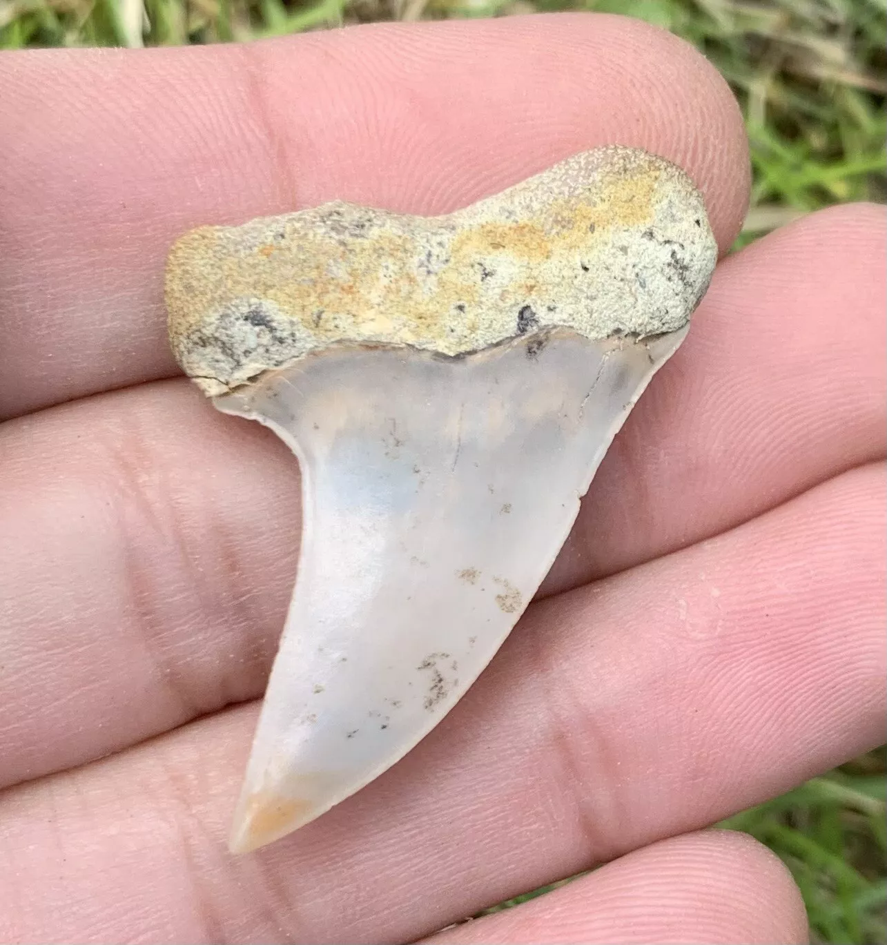 1.66" Carcharodon Planus - Bakersfield California