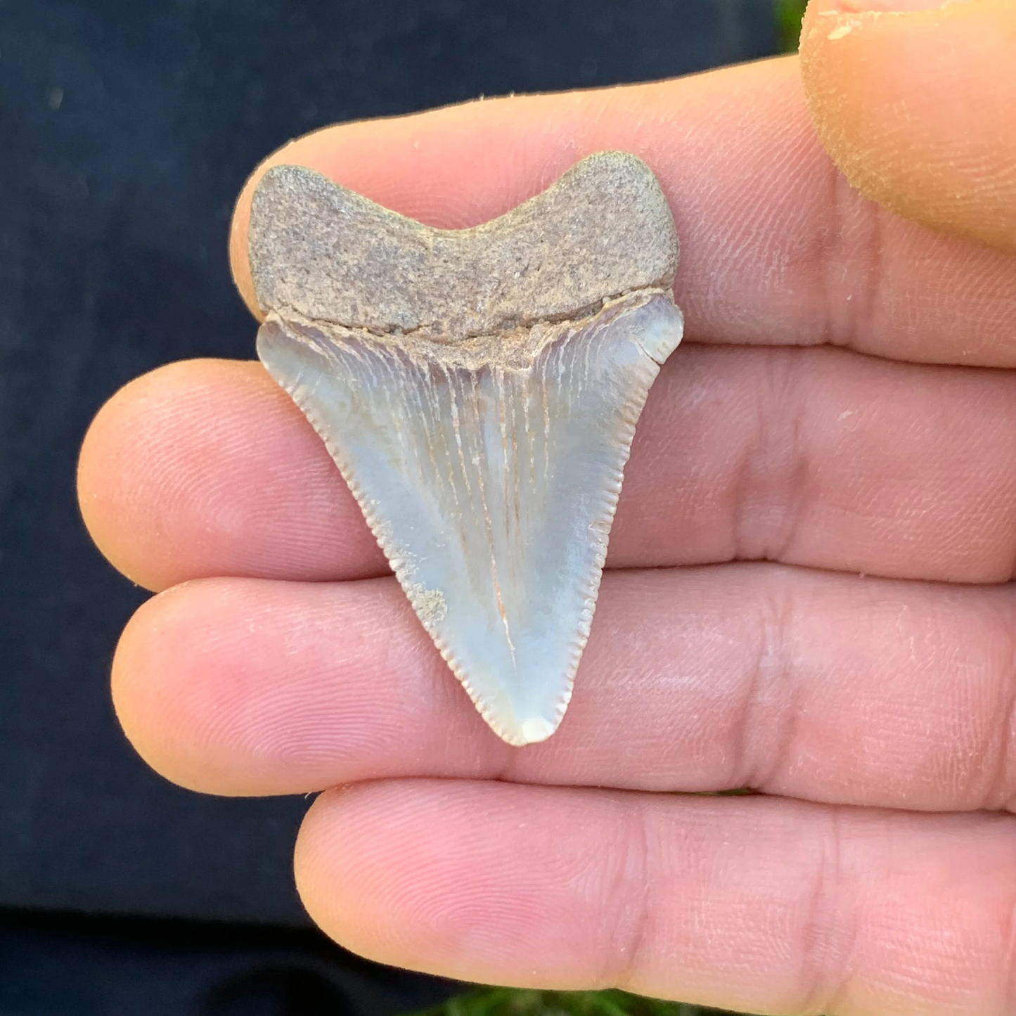 1.7” Otodus Megalodon - Virginia
