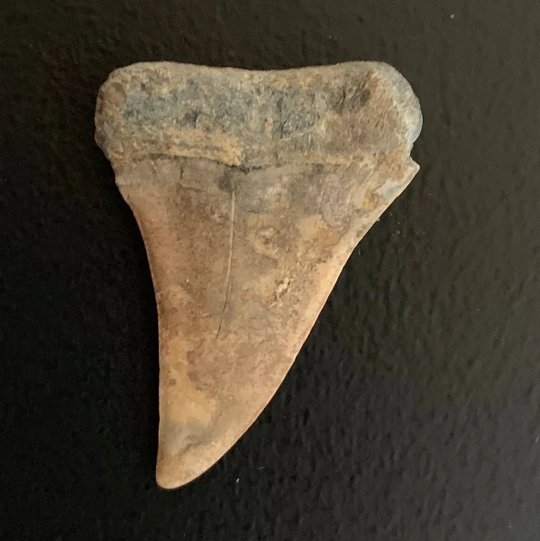 1.65" Carcharodon hastalis - Virginia