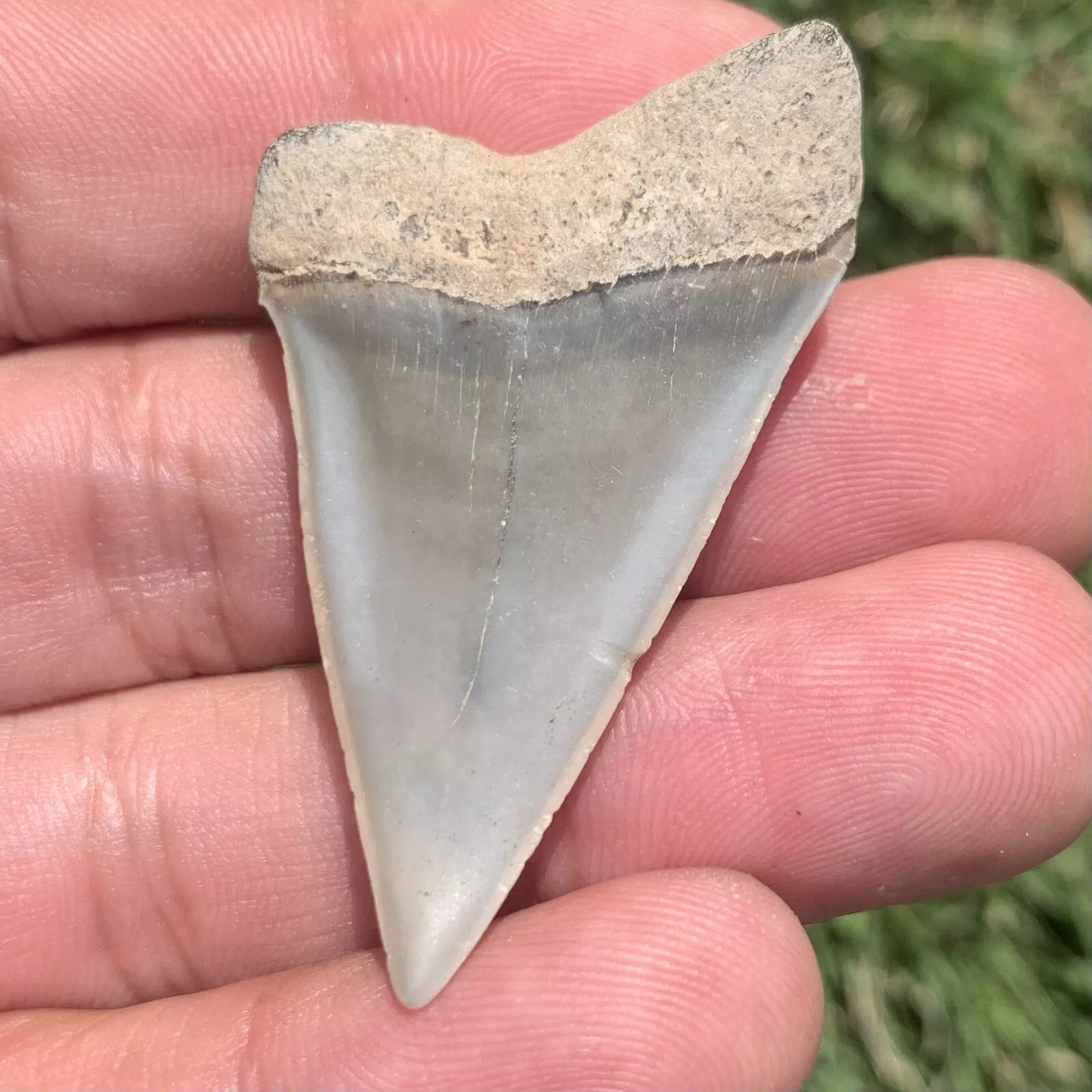 1.86” Carcharodon hastalis - Virginia