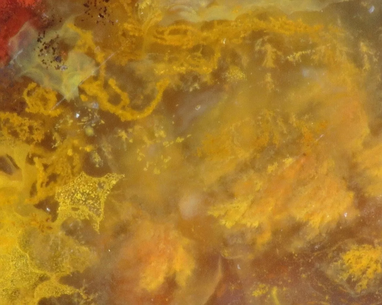 Polished Red Plume Agate from Indonesia, Slab, Slice