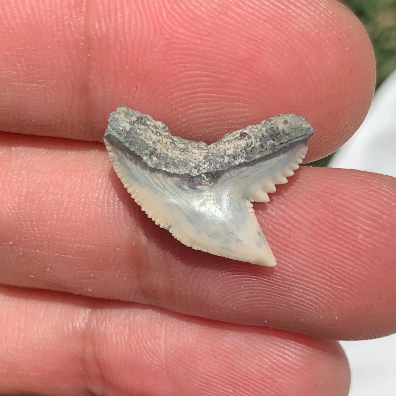 Galeocerdo aduncus tiger shark tooth - Virginia