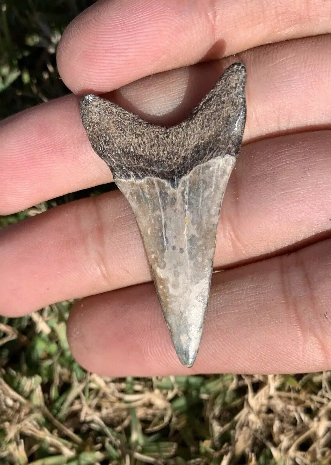 1.86” Carcharodon hastalis - Virginia
