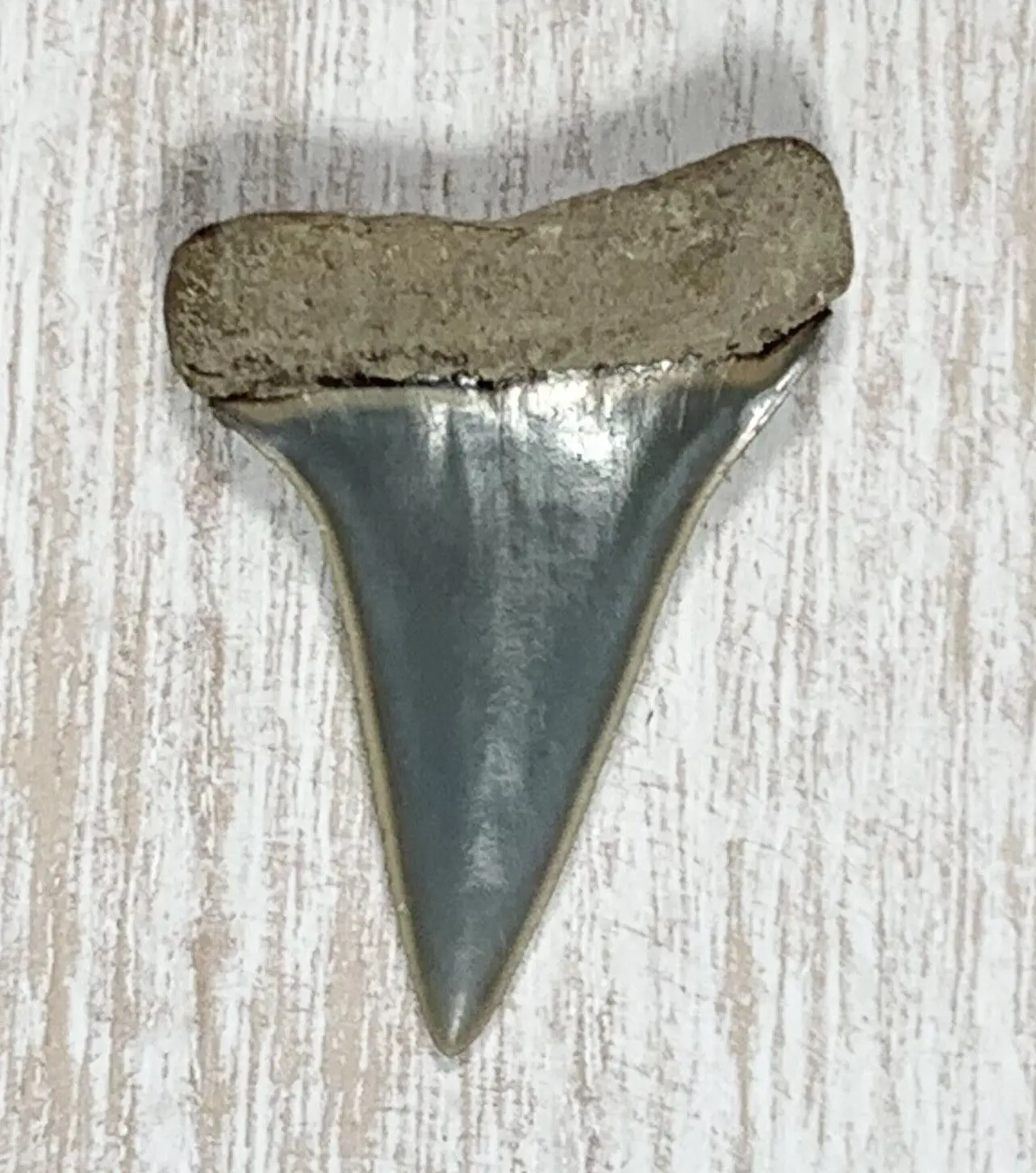 1.65" Carcharodon hastalis - Virginia