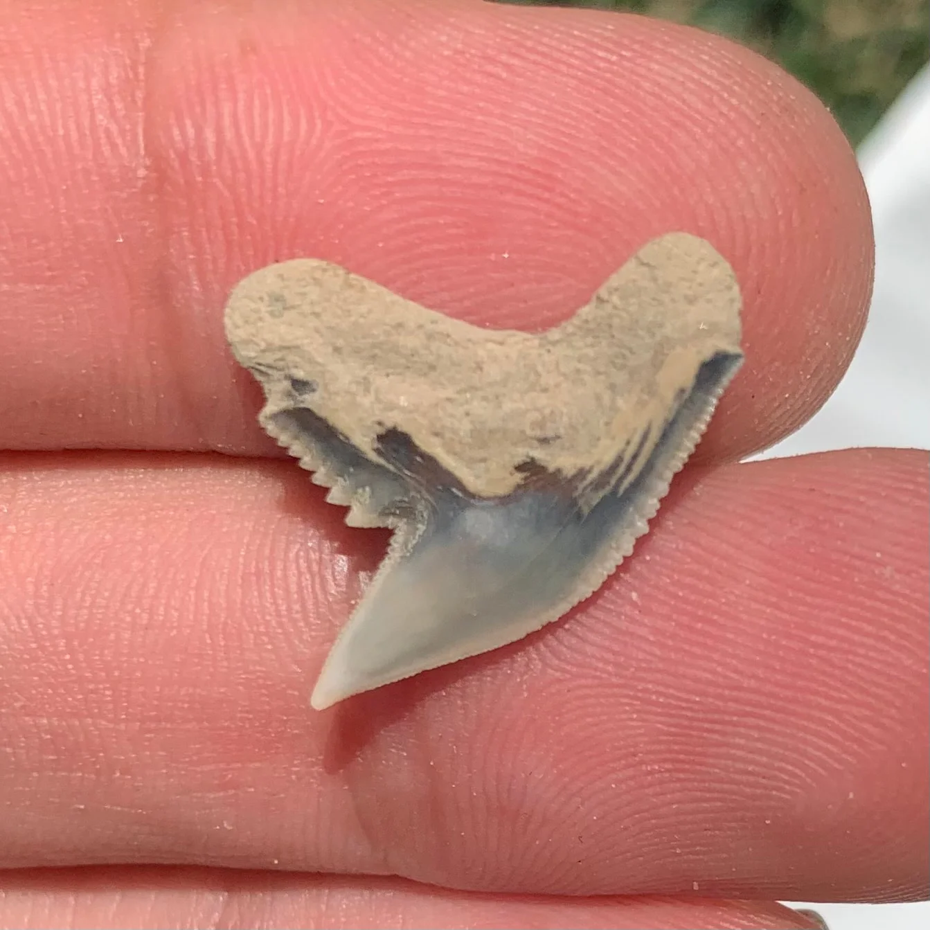 Galeocerdo aduncus tiger shark tooth - Virginia