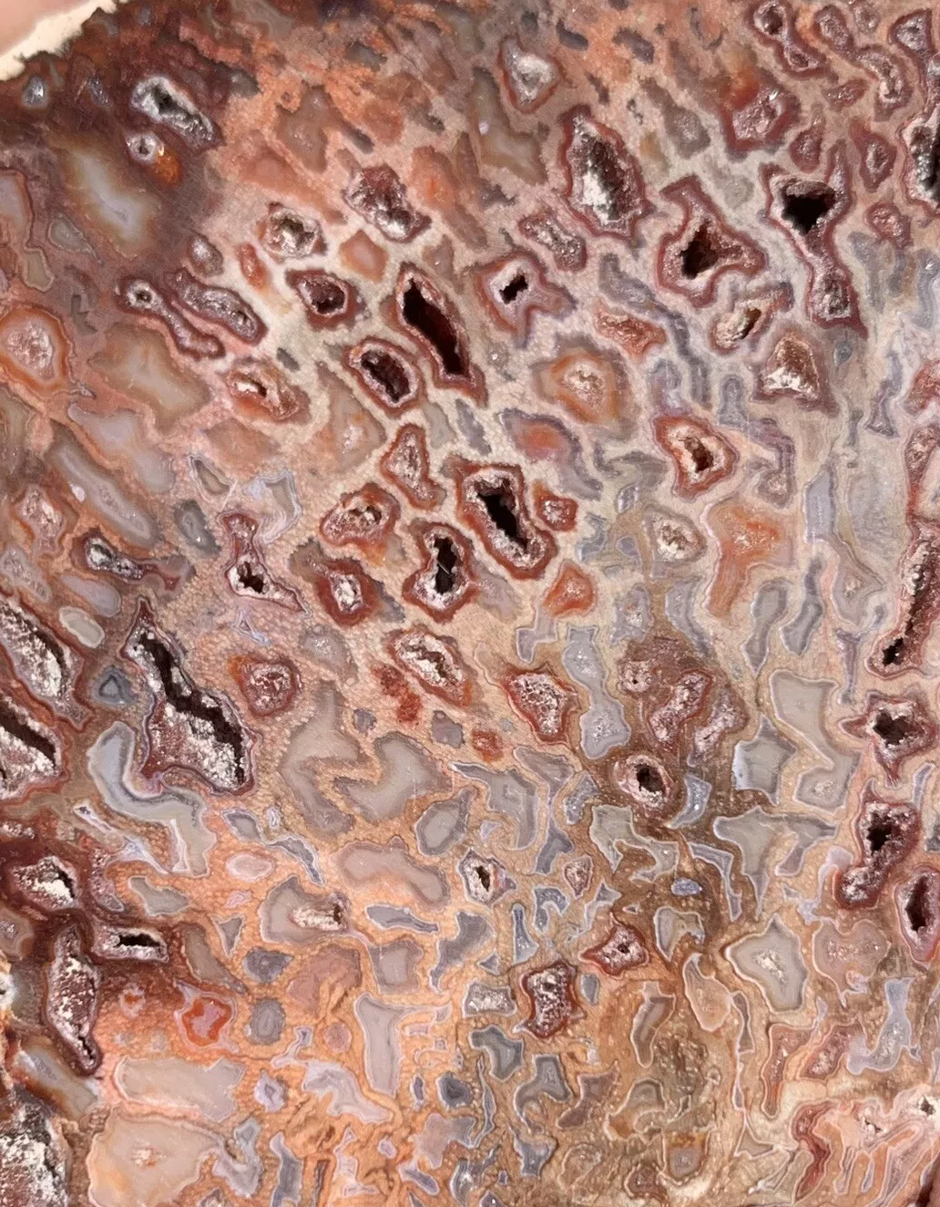 Polished Petrified Fossil Hard Wood with Druzy Pockets From Indonesia