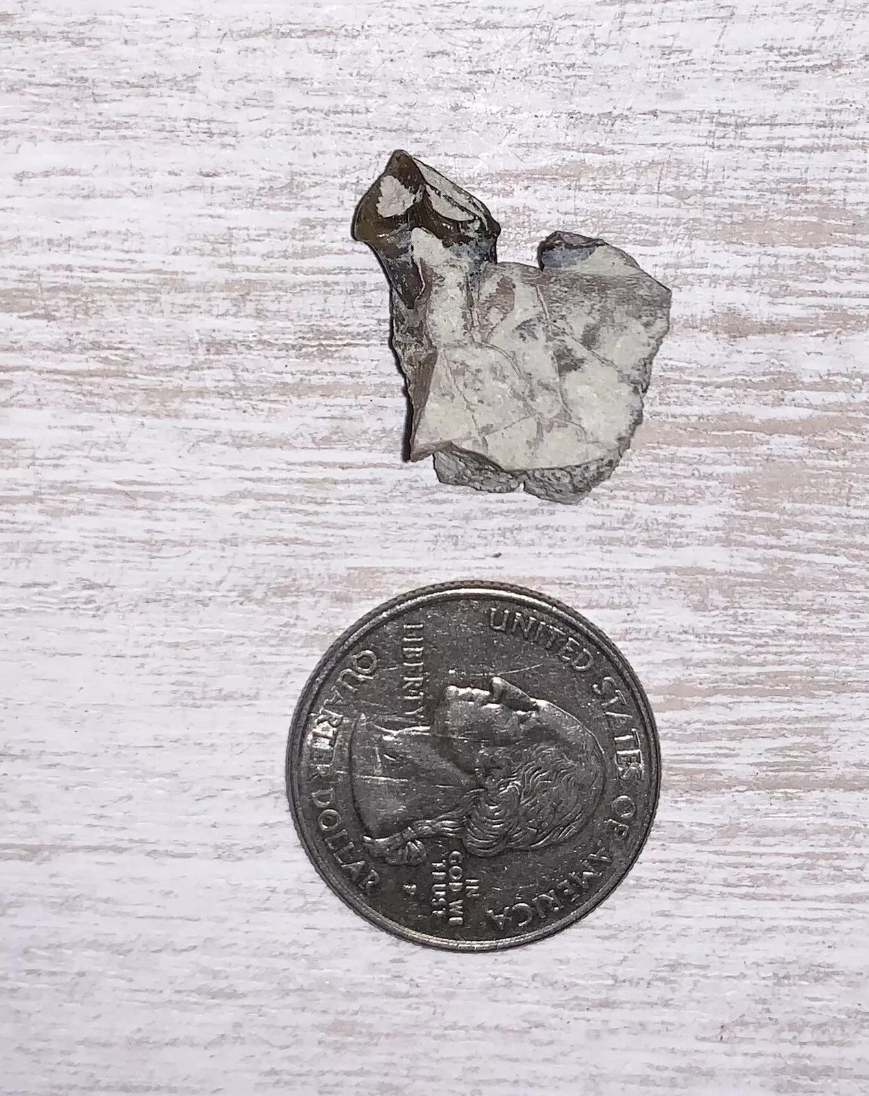 Fossil Oreodont Lower Jaw Section With Tooth