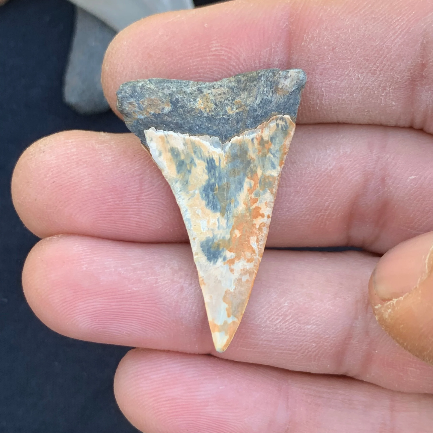 1.52”. Carcharodon hastalis - Virginia