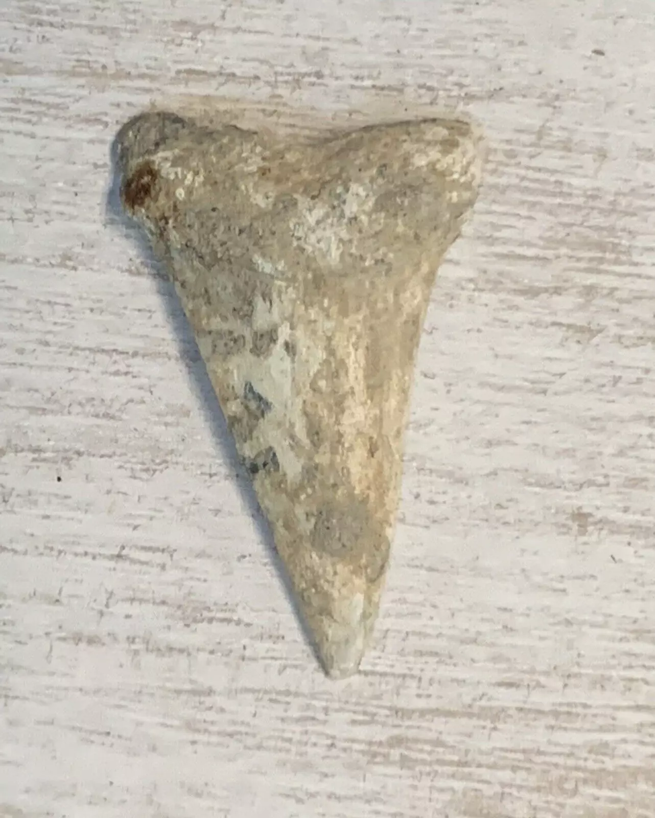 1.6" Carcharodon hastalis - Virginia