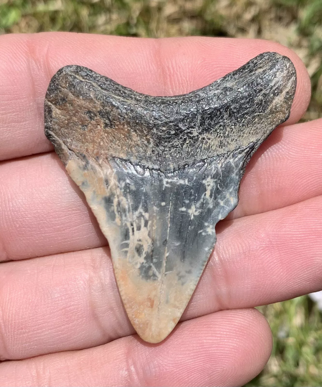 2" Otodus megalodon - Virginia