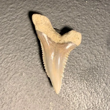 1.23" Upper Anterior Hemipristis serra Shark Tooth